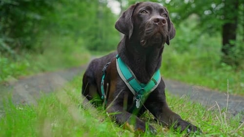 Shot of a well behaved Labrador dog outdoors on a hiking trail.
