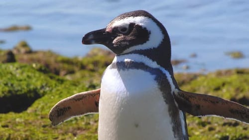 Tilt up shot showing Magellanic Penguin shaking its body and wings post a preening on the rocky beac