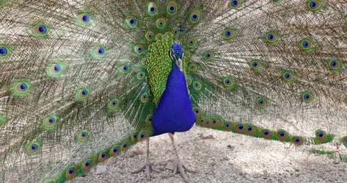 Peacock Displaying Colorful Plumage Close Up