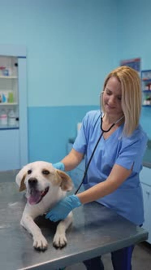 Veterinarian Examines Dog in Clinic