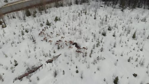 Aerial view of herd of reindeer walking and migrating on the snow of tundra field. Roaming the snow