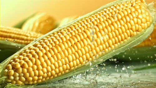 A Cob of Corn Falls on a Wet Table Filmed on a Highspeed Camera at 1000 Fps