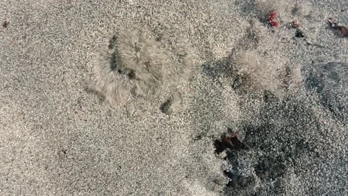 Kochender Sand und Unkraut in kaltem, klarem fließendem Wasser. Nahaufnahme
.