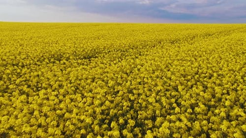 Aerial drone shot of blooming yellow canola rape seed fields