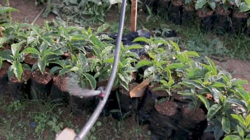 Plants de café irrigués au ralenti