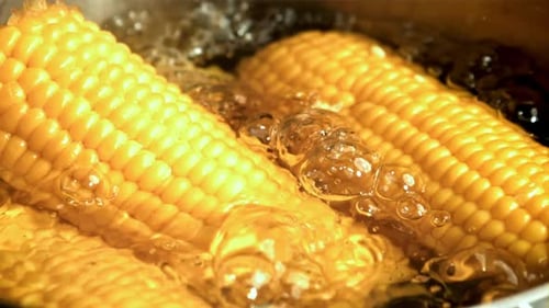 Bright Yellow Corn on the Cob Boiling