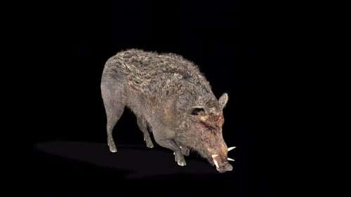 Animated 3D Wild Boar Walking and Sniffing