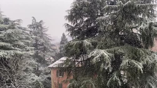 Ein Schneefall bedeckt an einem Wintertag die Zweige der Pinien und das Dach eines Hauses.