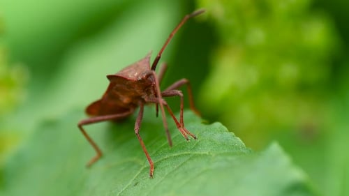 Acarid