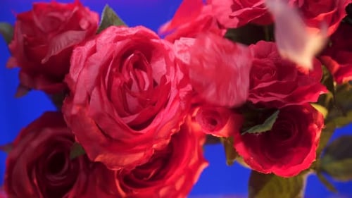 Rosenblätter fallen auf rote Rosen