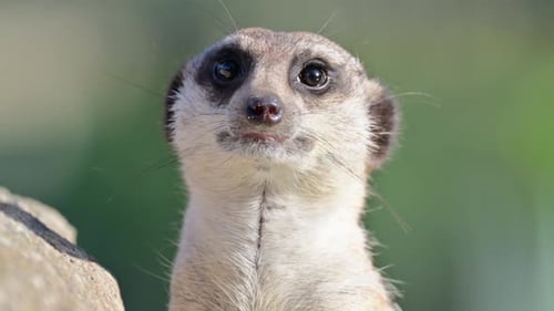 Erdmännchen beobachtet die Umgebung und zeigt ihr waches Verhalten und ihren natürlichen Lebensraum