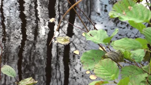 Die Spiegelung von Bäumen im Wasser eines Waldflusses