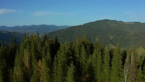 Drone Morning in Mountains Green Beautiful Trees Forest Cloudless Sky Background. Peaceful
