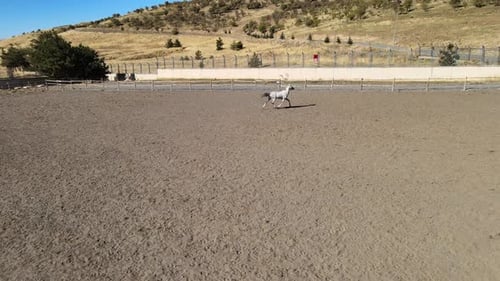 cavalo branco aéreo