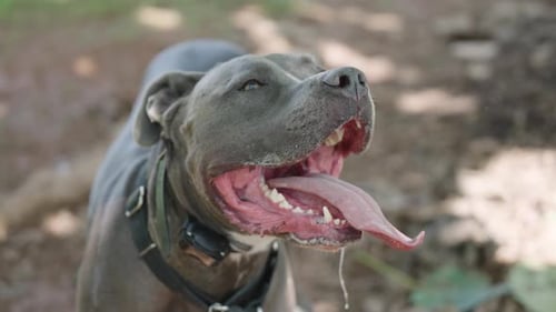 Panting Pitbull Dog with Tongue Hanging Out Drooling in Slow Motion