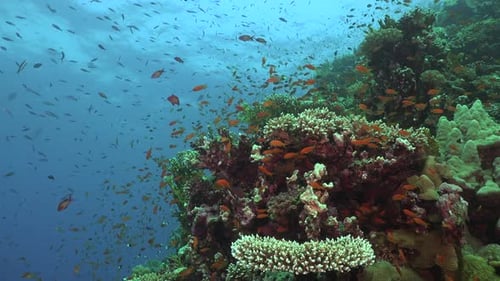 Many colorful reef fishes swimming on coral reef in the Red Sea with blue ocean in the background