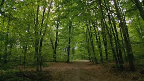 Dirt Road in the Forest