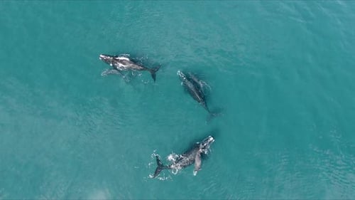 Baleines Une famille nage paisiblement sur des eaux calmes - Vue aérienne Birdeye