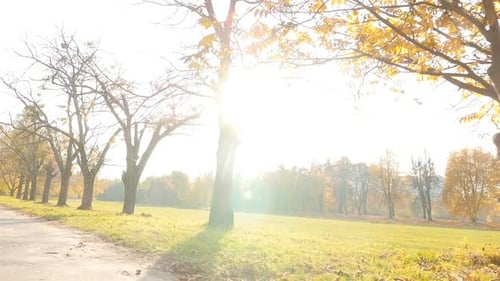 Picturesque Autumn Park