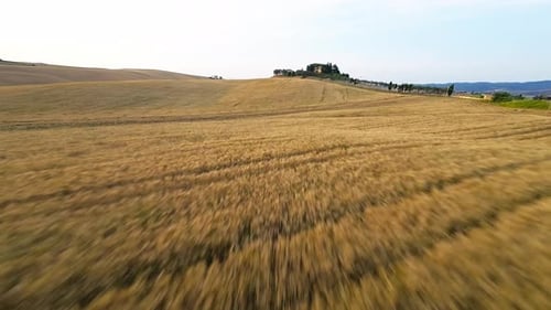 Campo de trigo prístino en una colina al atardecer