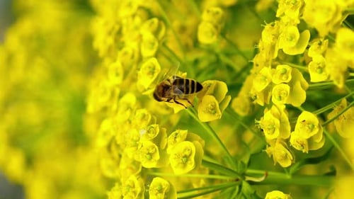 Bee Collecting Pollen on Yellow Flower Close Up