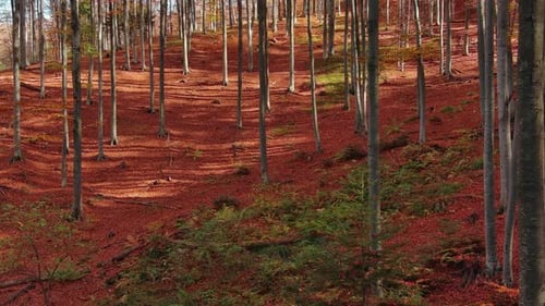 Voler à travers une forêt automnale lumineuse