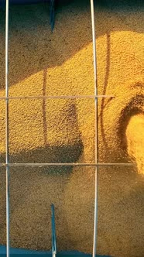 Closeup Drone View of Soybeans Being Poured Into a Transport Hopper Yellow Beans Cascade Down Into