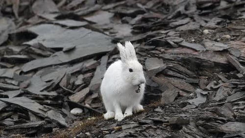 Arctic Hare grooming and cleaning in Greenland with heavy rain falling