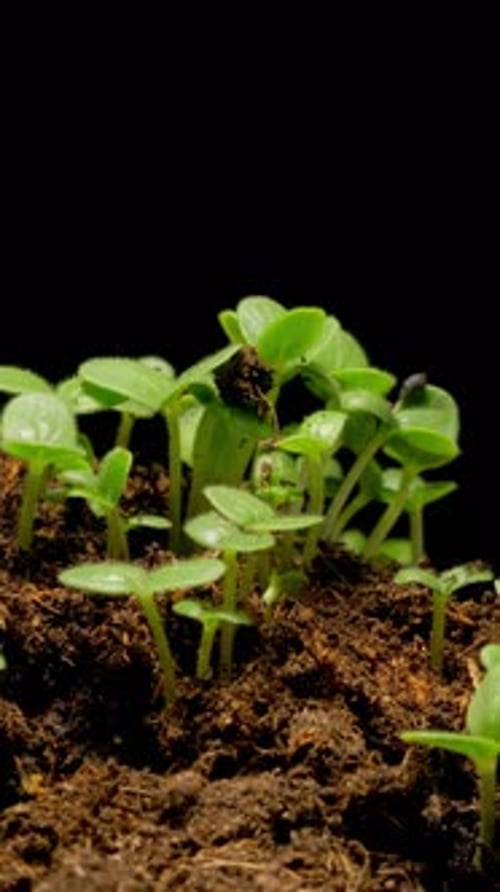 Seedlings Growing in a Time Lapse