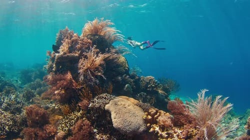 Woman Freediver Swims Underwater and Explores the Vivid Coral Reef in the Komodo National Park in