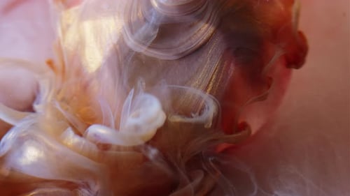 Creamy White and Gold Fluid Mixing Macro Shot