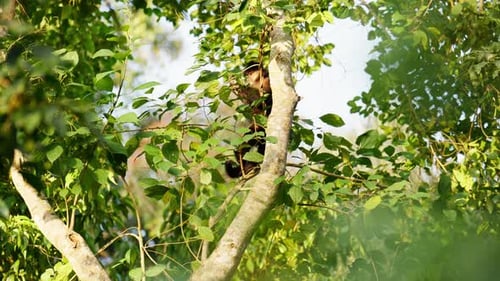 Affe, der sich von einem Baum in der Sonne ernährt