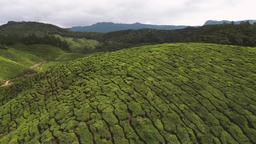 Vue aérienne des plantations de thé de Munnar, Kerala, Inde du Sud