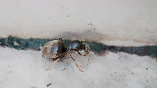 Nahaufnahme einer Ameise, die draußen auf einem Steinpflaster läuft