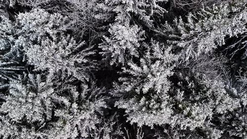 Slowly descending overhead drone view, snow covered pine trees in forest, ominous