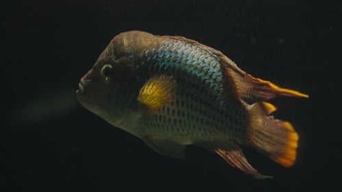 Green Terror Cichlid Fish Swim Inside The Tank. Close-up Shot