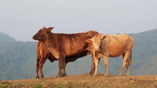 Herd of cows in summer meadow on mountain background.