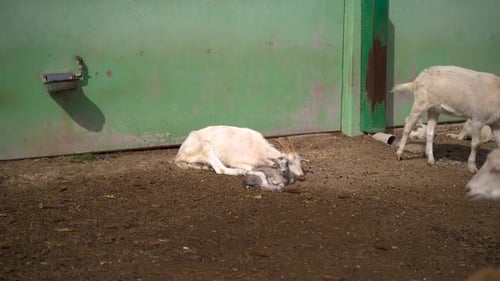 Mother goat and calf in industrial farm 4K