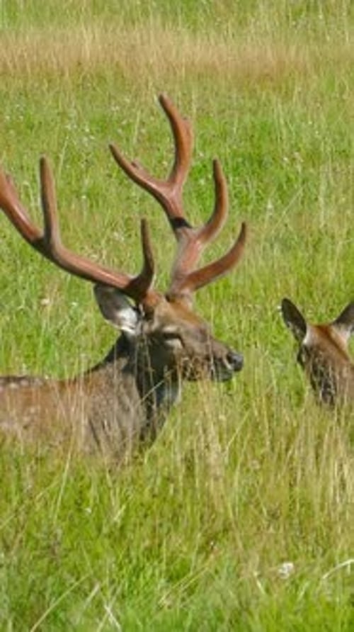 Deer with Antlers Grazing in Summer Meadow