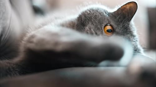 Cute Gray Cat Relaxing Indoors on Couch