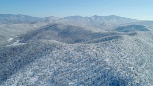 Aerial View of a Frozen Forest with Snow Covered Trees at Winter Flight Above Winter Forest Aerial