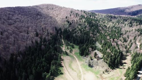 Plateau im Wald