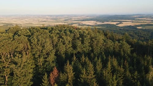 Drone Flight Over Green Trees Forest