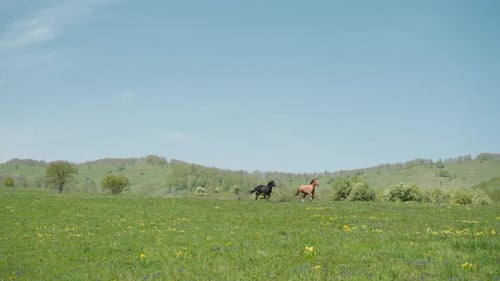 Black Horse Pursues Sorrel Running Along Boundless Field