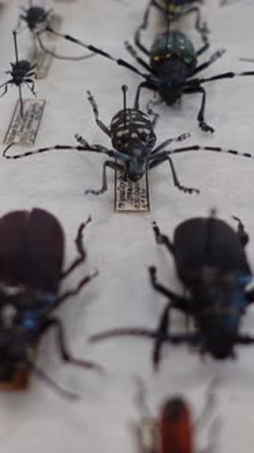 Hobby Insect Collection Vertical view 11