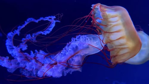 Farbenfrohe Quallen schwimmen anmutig im tiefblauen Wasser, ihre Tentakel fließen elegant
