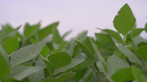 A soybean field in Argentina