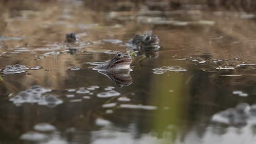 Frogs Floating Peacefully in Natural Pond Environment
