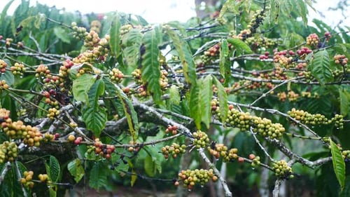fresh coffee berries