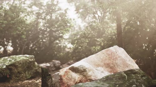 Lush Green Forest Path with Sunlight and Rocks
